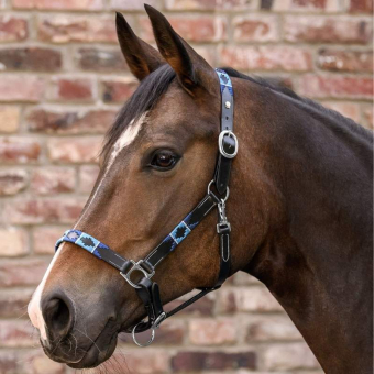 Licol en cuir Polo X-Line Noir/Bleu
