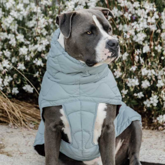 Manteau pour chien Winter Pina 160g Bleu