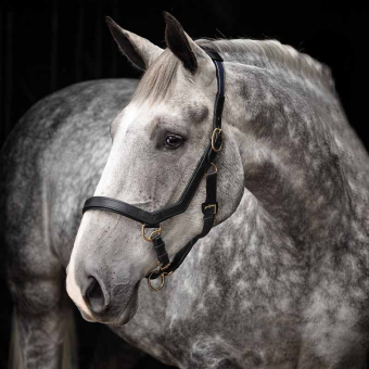 Licou en Cuir Rambo Micklem Noir