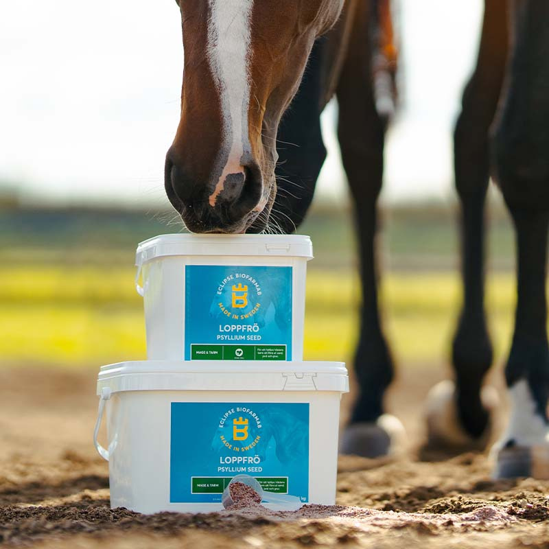 Graines de Lin 2,5 kg 