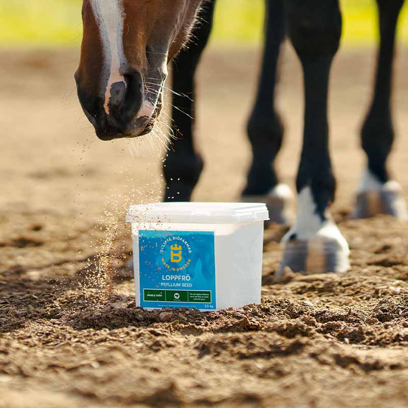 Graines de Lin 2,5 kg 