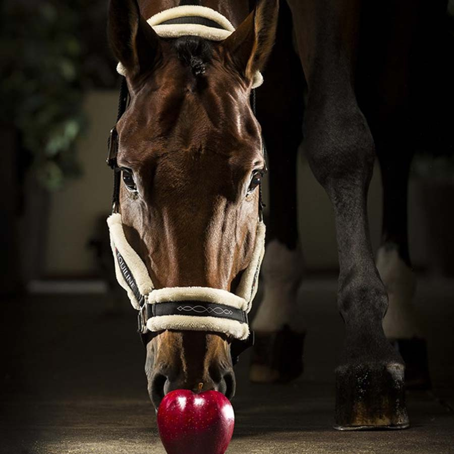 Licol Avec Peau de Mouton Tom Noir
