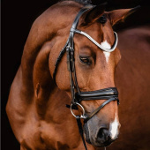 Bridon de dressage Isabell Werth Johnny Noir Bridon de dressage Isabell Werth Johnny Noir