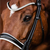 Bride de dressage Isabell Werth Bella Rose Noir/Blanc Bride de dressage Isabell Werth Bella Rose Noir/Blanc