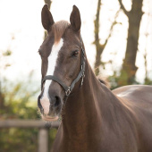 Licol Slide Gris Licol Slide Gris