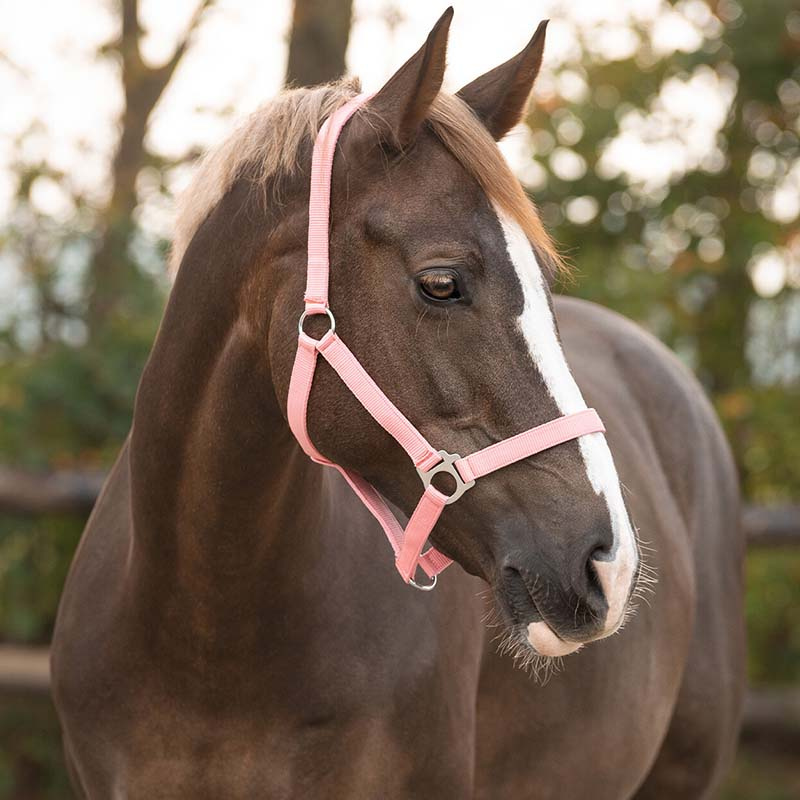 Licol Slide Rose Clair