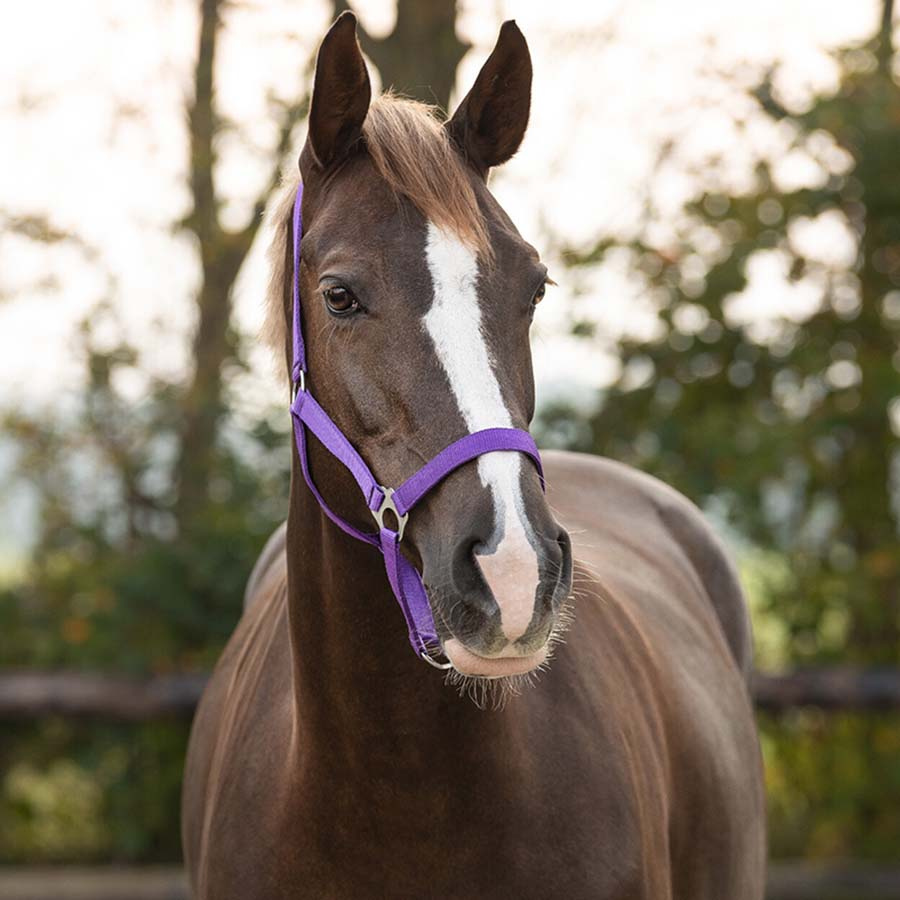 Licol Slide Violet