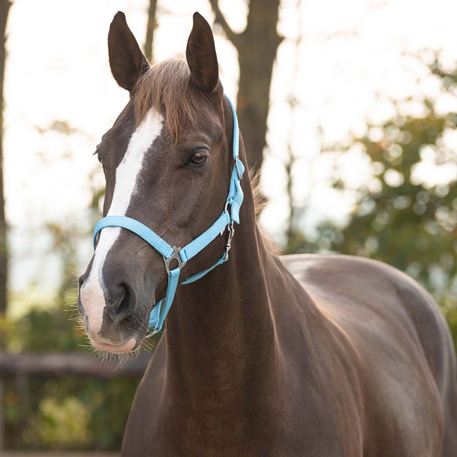 Licol Slide Bleu Clair