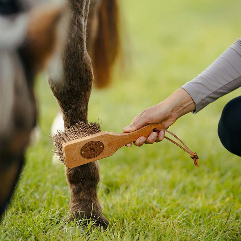 Brosse Islänningen Bassine Marron