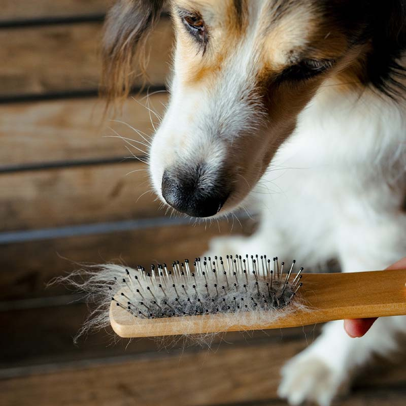 Brosse à crins et à queue Metallpiggar Marron