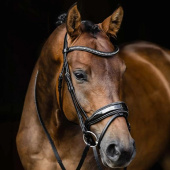 Bridon de dressage Stanford Glam Noir Bridon de dressage Stanford Glam Noir