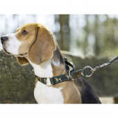 Collier pour chien en Beagle Vert 