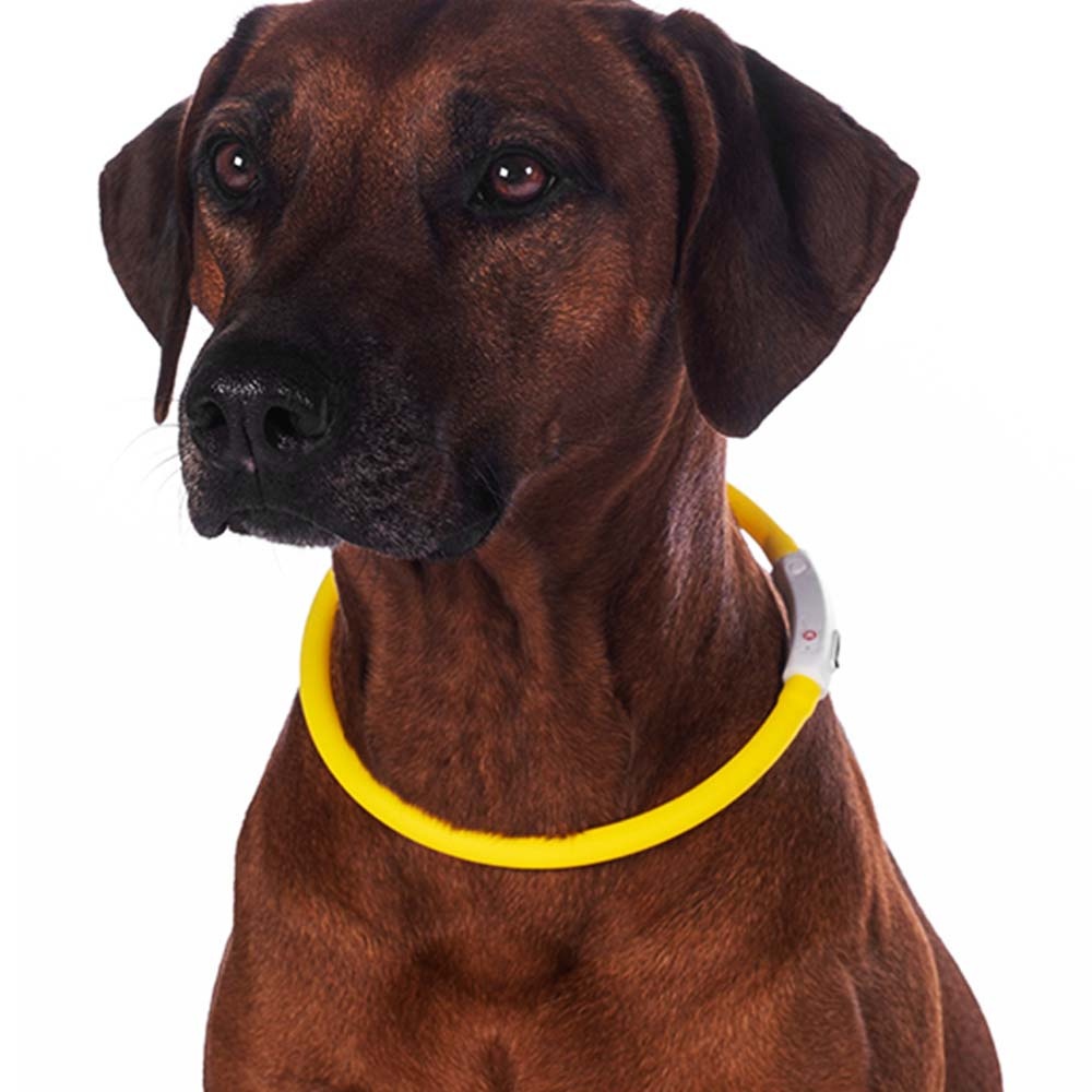 Collier pour chien LED Jaune