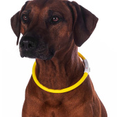 Collier pour chien LED Jaune Collier pour chien LED Jaune