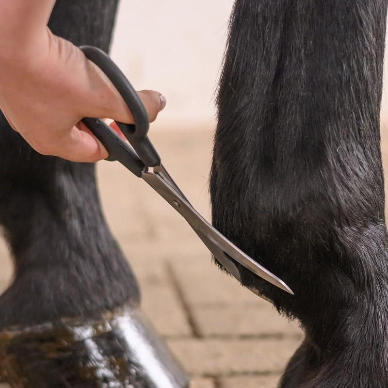 Ciseaux Fetlock Shears Bend Noir