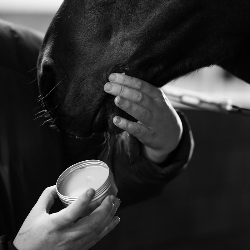 Baume de survie pour chevaux 00.02