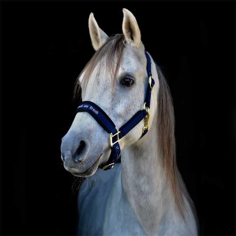 Licol Werano Bleu Cob