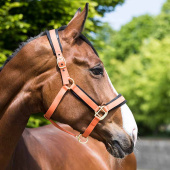 Licol Werano Orange Licol Werano Orange