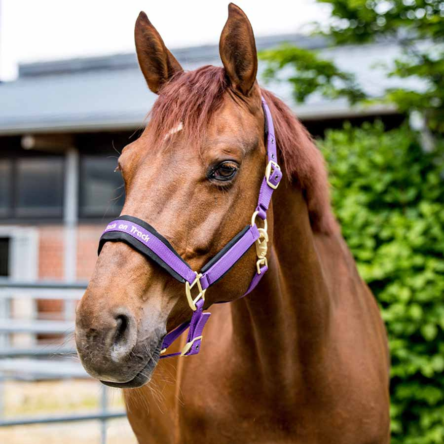 Licol Werano Violet
