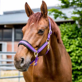 Licol Werano Violet Licol Werano Violet