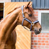 Licol Werano Gris Licol Werano Gris