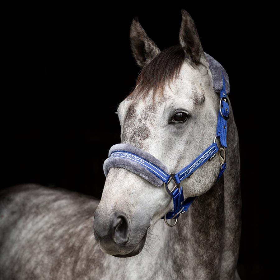 Licol avec Ludd Bleu Royal/Gris