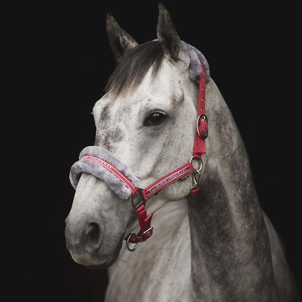 Licol avec Mouton Rouge/Gris