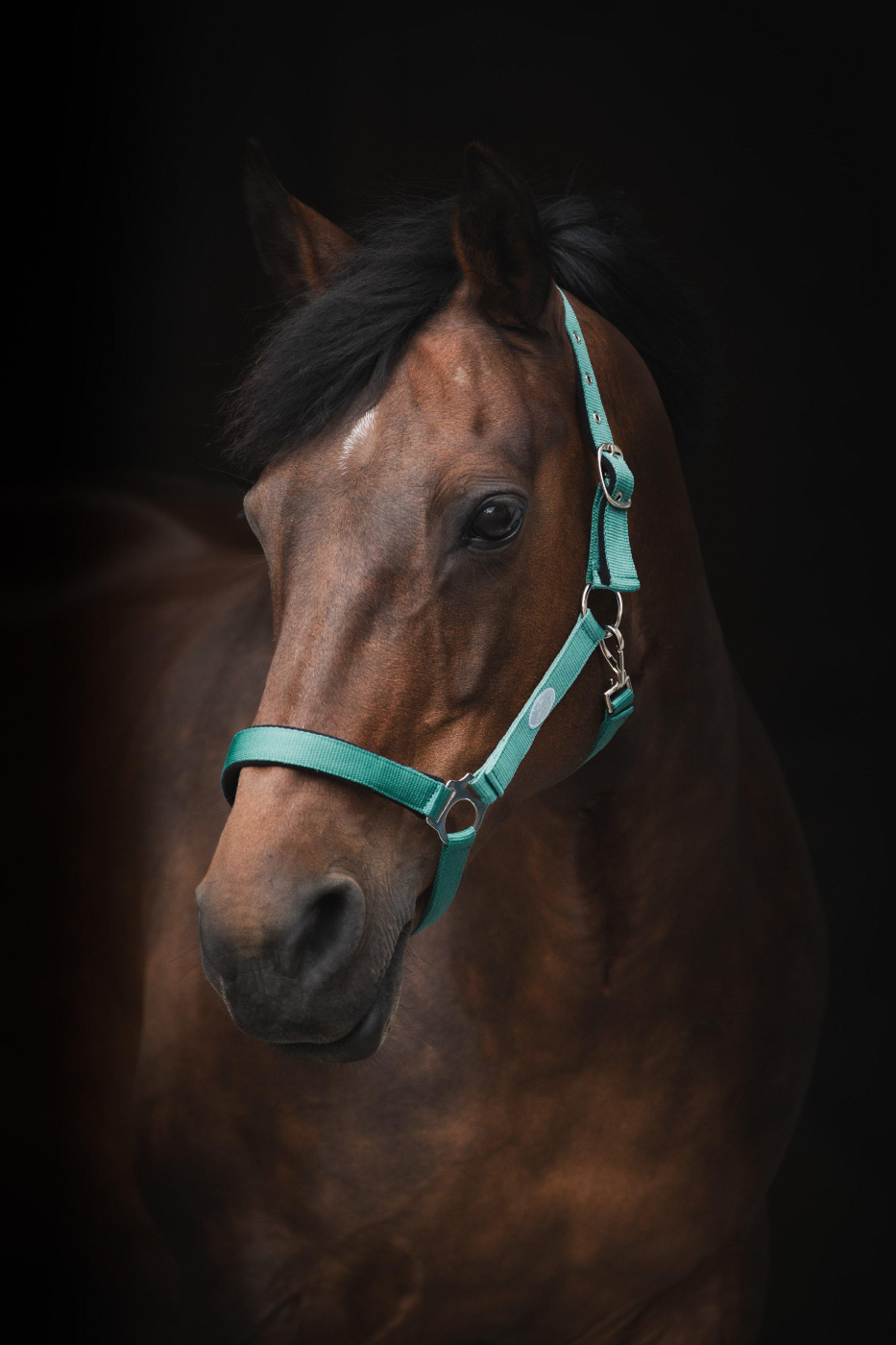 Licol Basic Turquoise