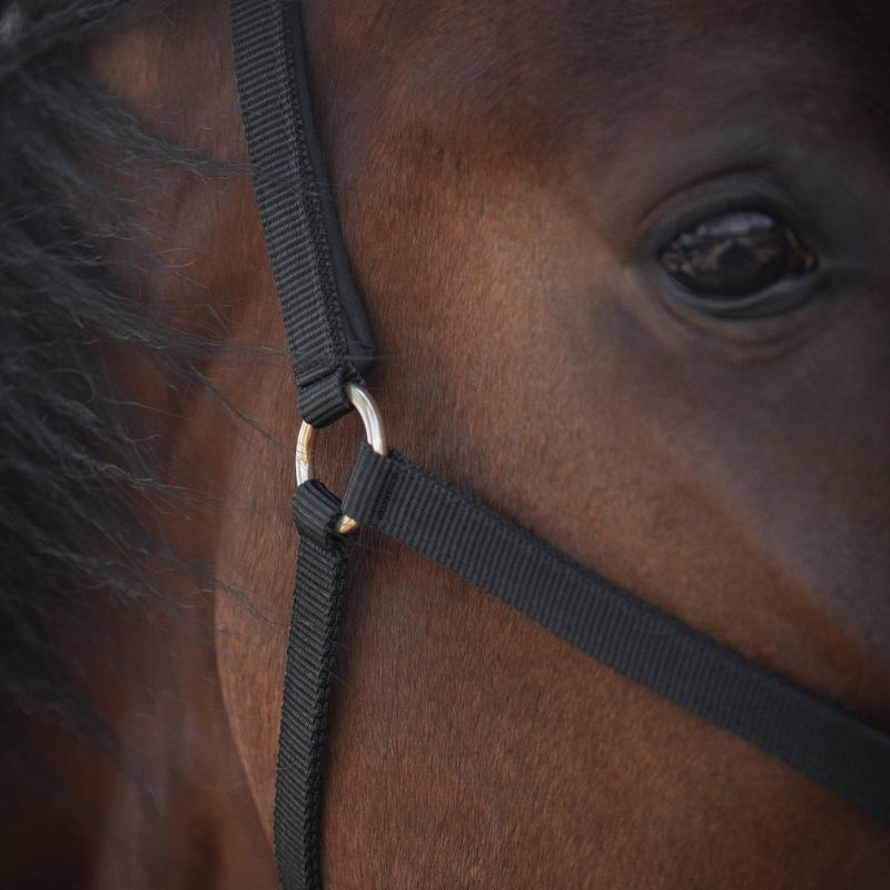 Licol Track Noir