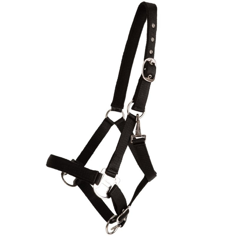 Licol Double Buckle Noir