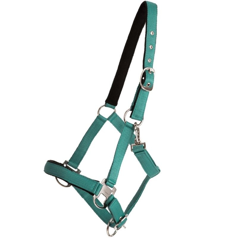Licol Double Buckle Turquoise