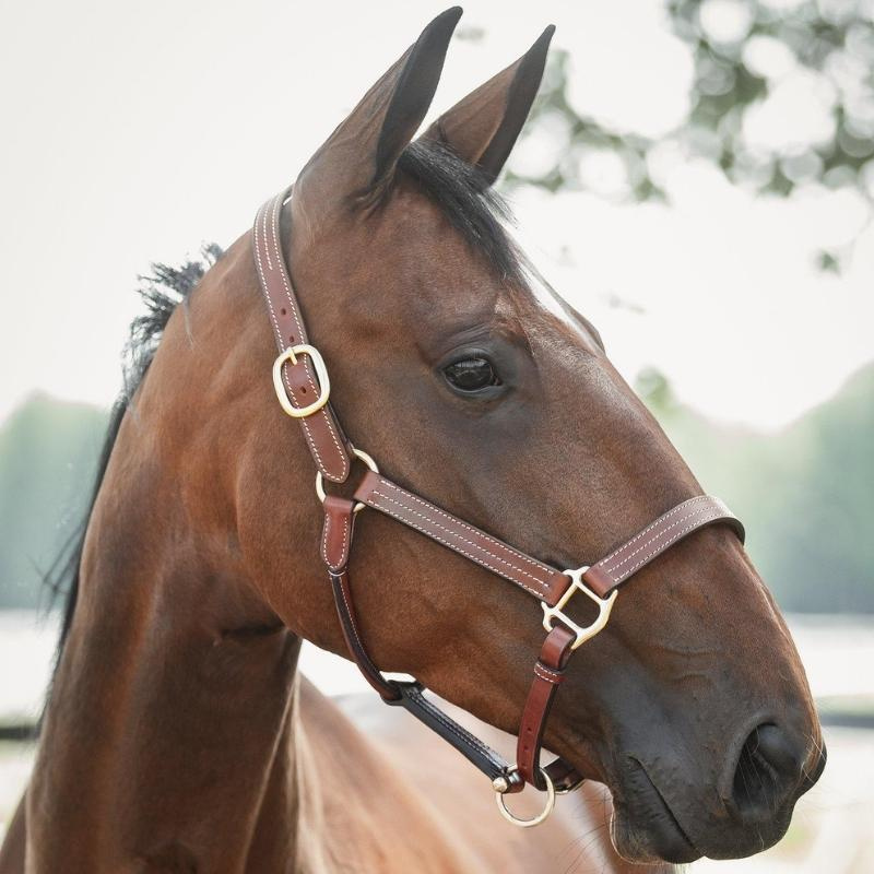 Licol en cuir Lexington Supreme Marron