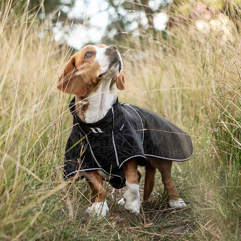 Manteau softshell pour chien Buddy 2.0 Long Back Noir