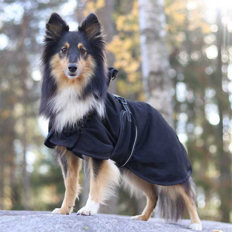 Couverture pour chien Noir