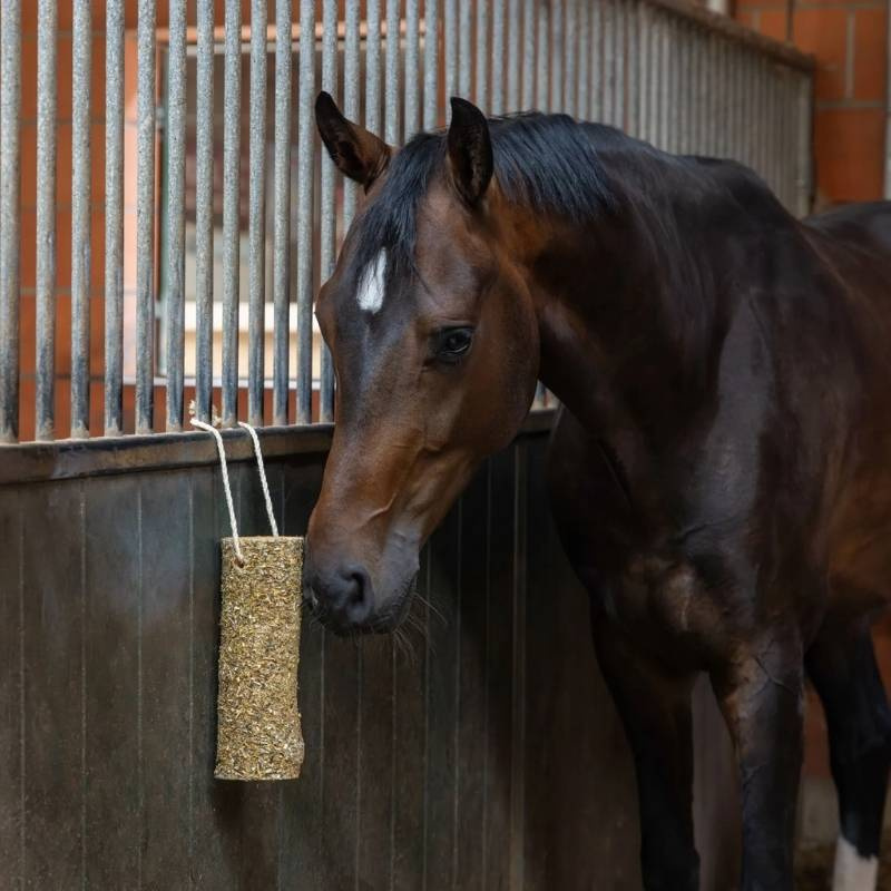 Jouet pour cheval Nibbler Stick Metabolism