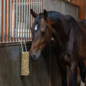 Jouet pour cheval Nibbler Stick Metabolism Jouet pour cheval Nibbler Stick Metabolism