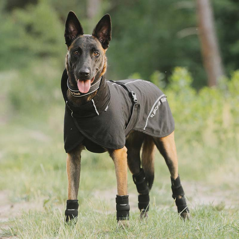 Manteau en mesh pour chien Bay Low Tail Noir