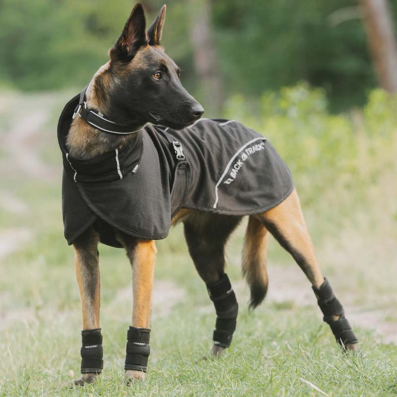 Manteau en mesh pour chien Bay Low Tail Noir