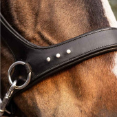 Bridon sans mors Glory Sidepull Noir Bridon sans mors Glory Sidepull Noir