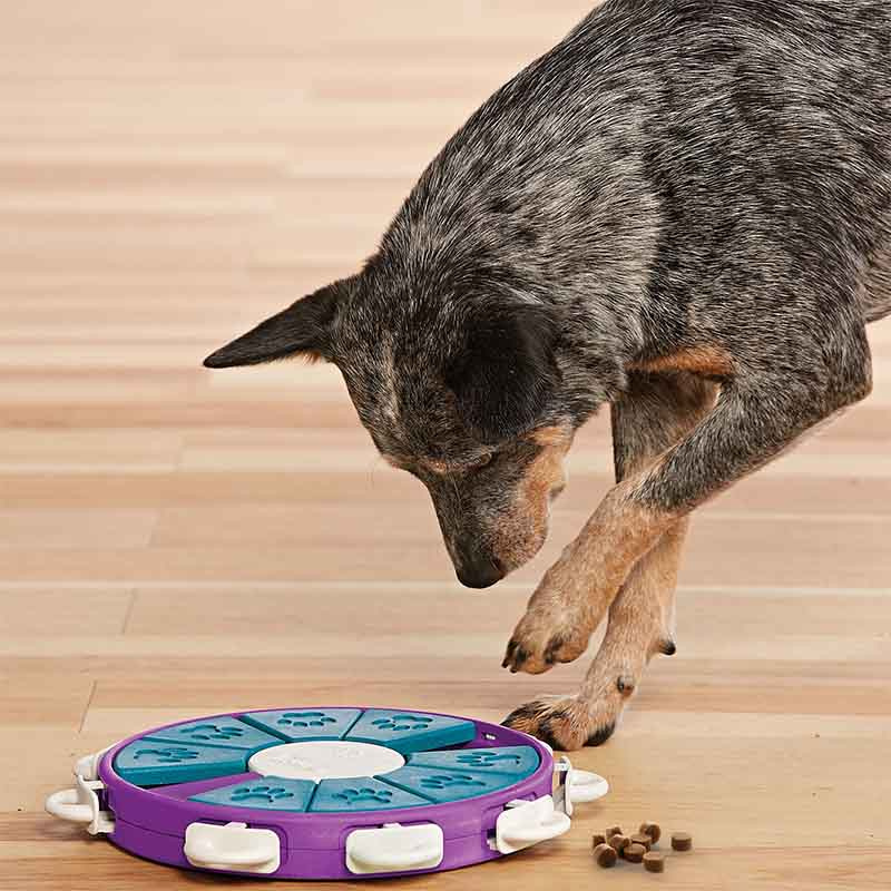 Jouet d'activation Twister pour chien Violet/Turquoise/Blanc