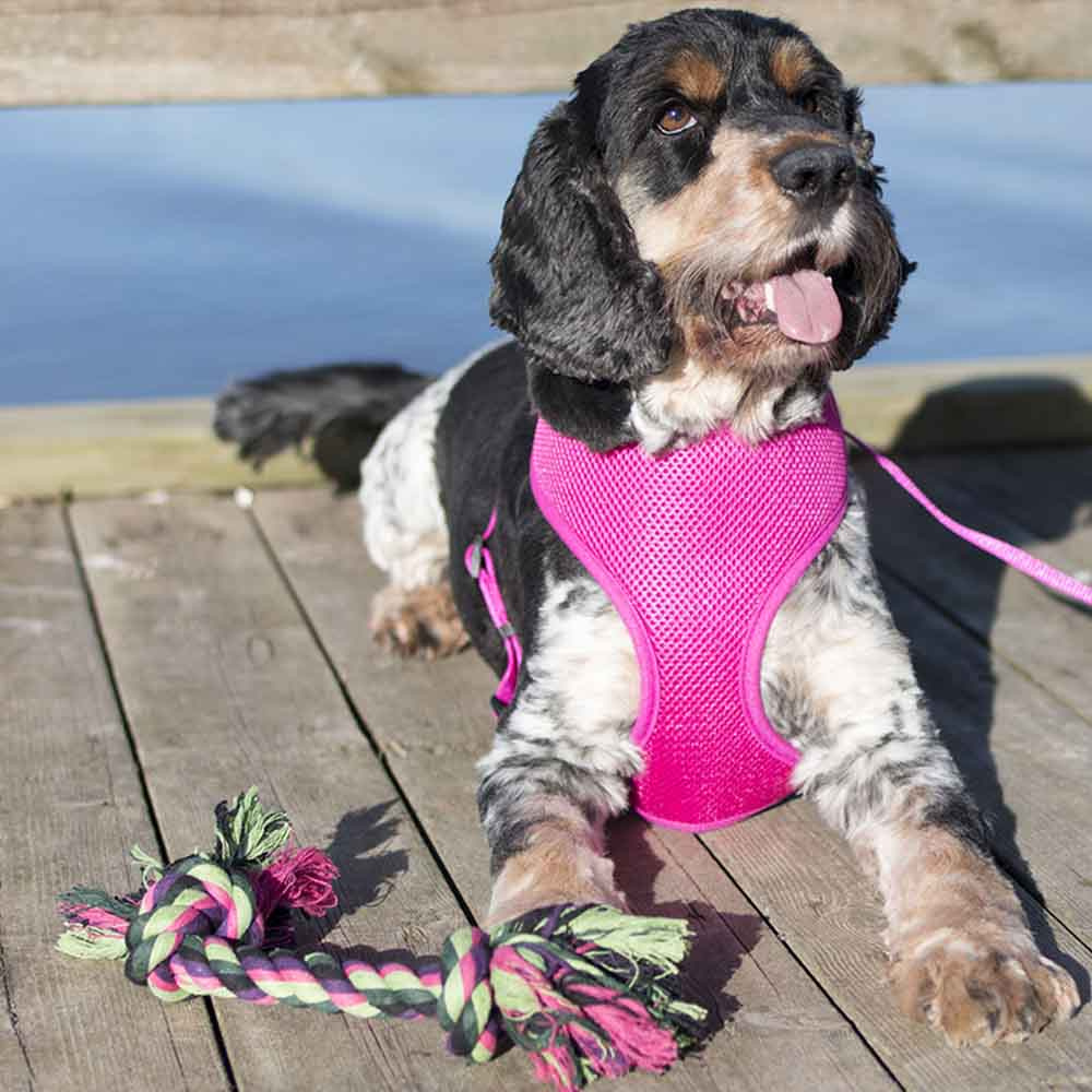 Jouet pour chien Nœuds en corde Vixen Vert/Noir/Rose