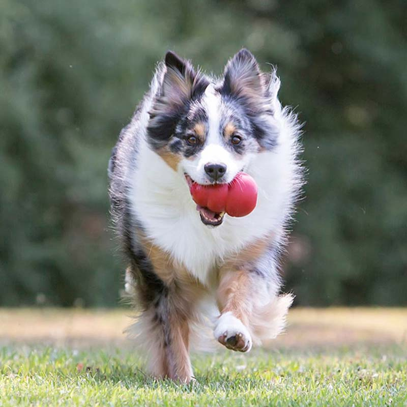 Jouet pour chien KONG Classic Medium Rouge
