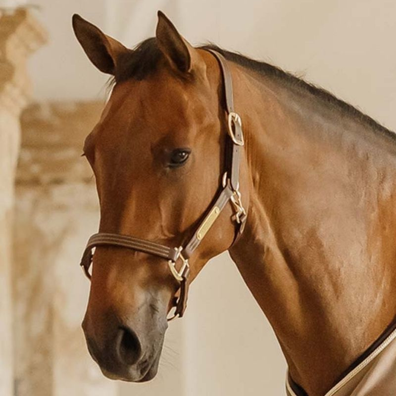 Halter en cuir Artificial Wellington Marron