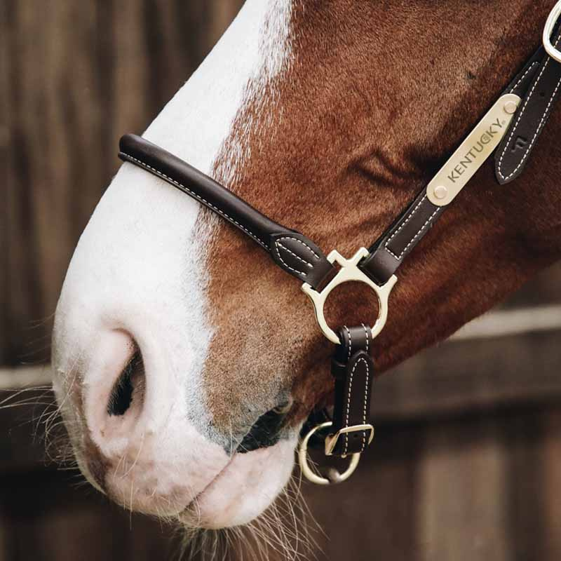 Halter de toilettage Artificial Leather Marron