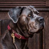 Collier pour chien en nylon tressé Bordeaux