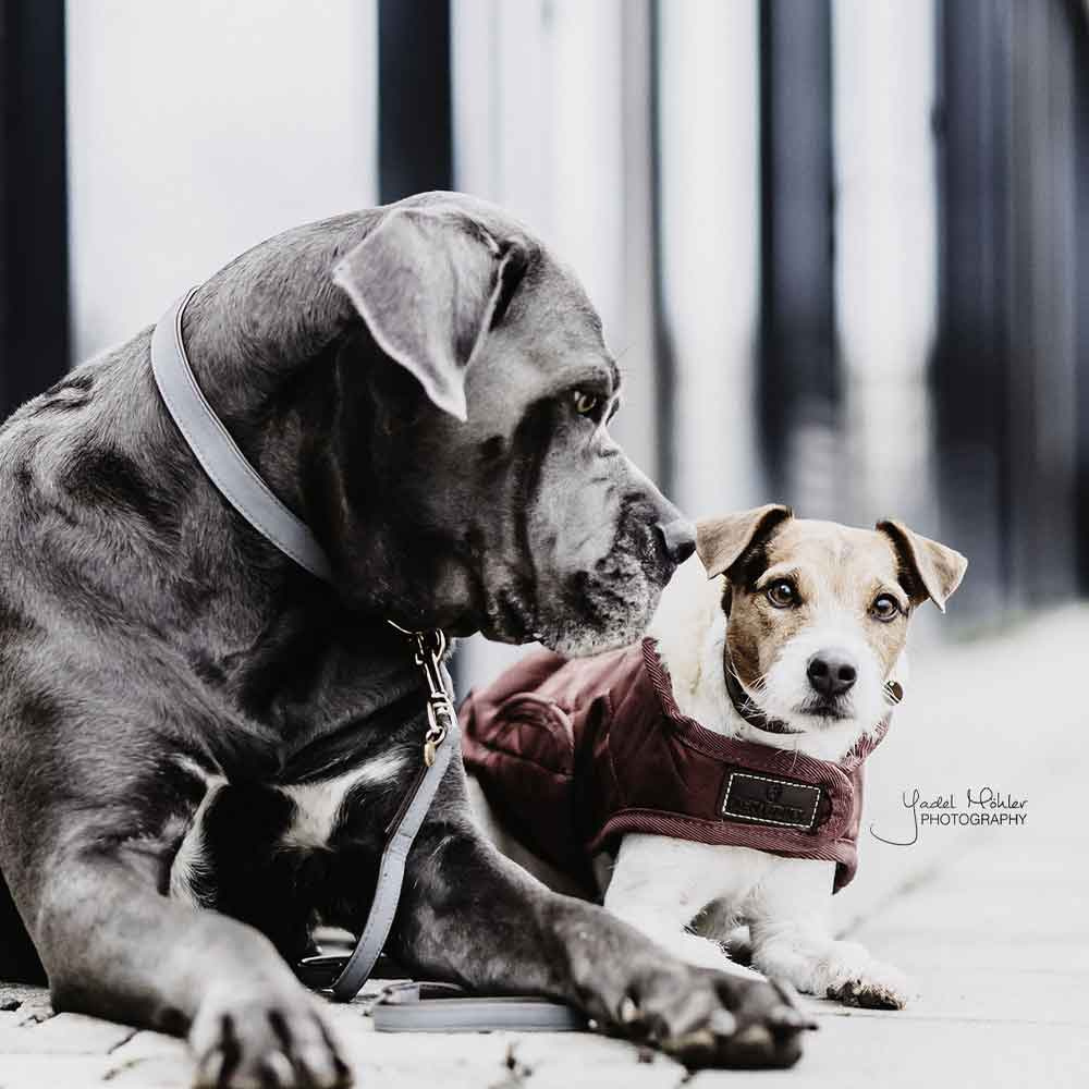 Collier pour chien Loop Gris 