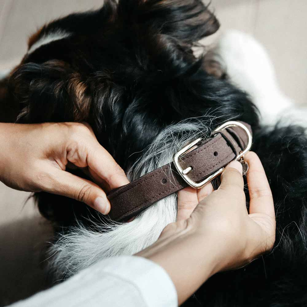 Collier pour chien en Cuir Velours Marron 