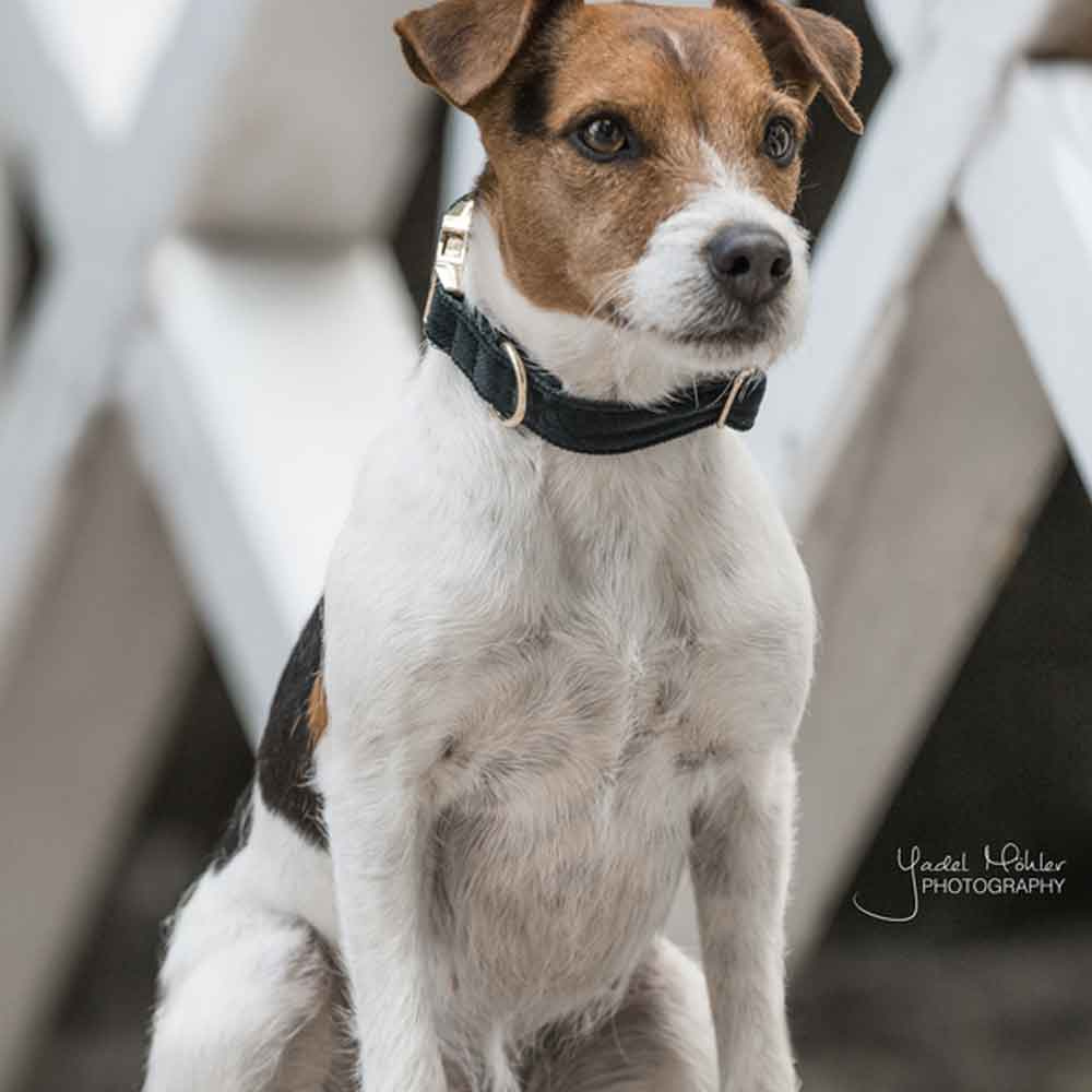 Collier pour chien en Corduroy Vert 