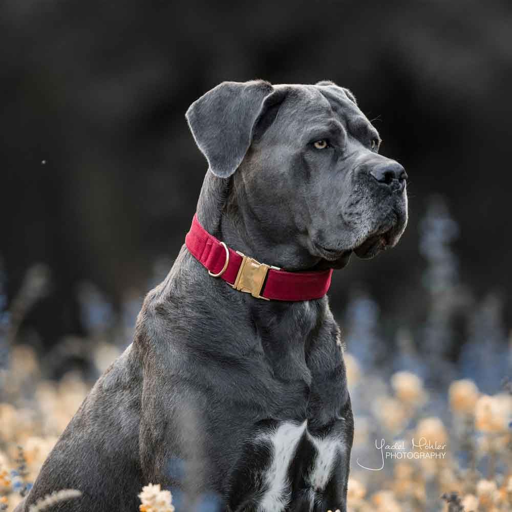 Collier pour chien en Corduroy Rouge 