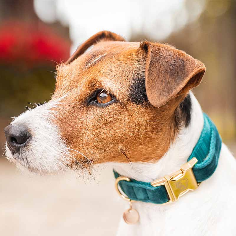 Collier pour chien en Velours Vert Émeraude 